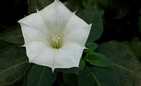 Dhatura flower significance : धतूरे का फूल भगवान शिव को है प्रिय, जानिए ...