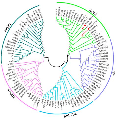 Characterization of Two AGL6–Like Genes from a Chinese Endemic Woody ...