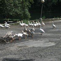 RENUKA LAKE (2025) All You Need to Know BEFORE You Go (with Photos ...