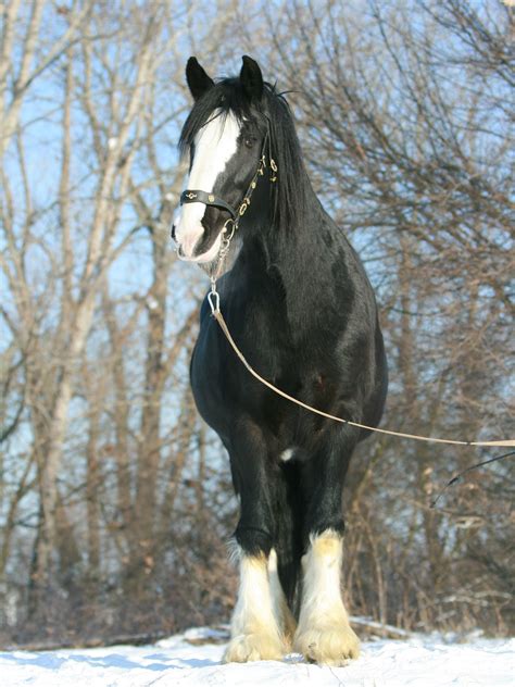 Black Clydesdale Horse