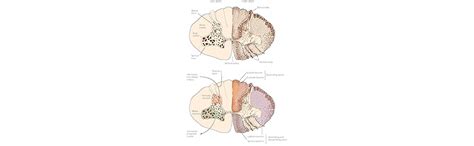 Buy Neurologic Rehabilitation: Neuroscience and Neuroplasticity in ...