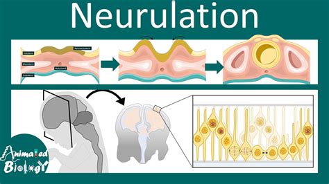 Image result for Neurulation Process