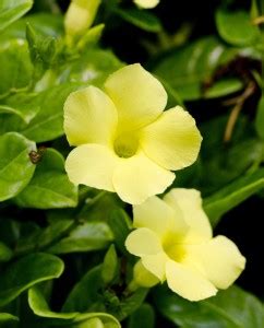 Floral Beauty 23 Paper Print - PixTopper Artist Community posters ...