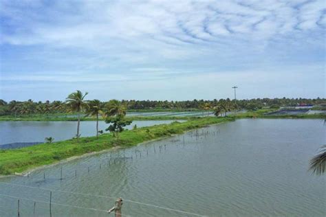 FARMS & HATCHERIES | Fisheries Department - Kerala