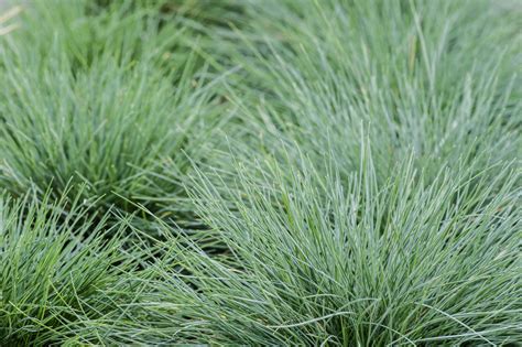 Small Ornamental Grasses