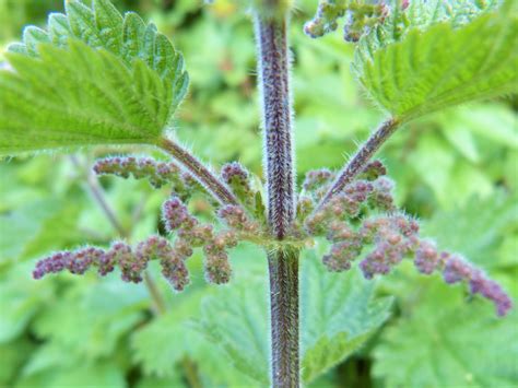 What Do Stinging Nettle Roots Look Like at Terry Summers blog