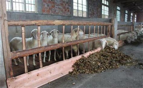 如何制定饲料厂的生物安全计划防止病原体的引入？（原创） | 爱猪网
