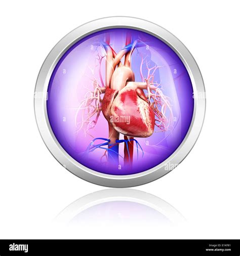 Image result for Computer Human Heart Model