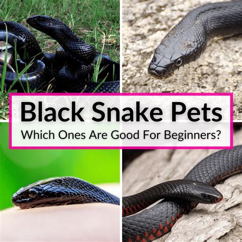 Black Snake Pets (Which Ones Are Good For Beginners?)