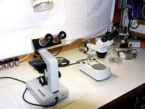 Image result for Compound vs Stereo Microscope