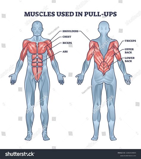 Muscles Used Pull Ups Activity Anatomical Stock Vector (Royalty Free) 2282034805 | Shutterstock