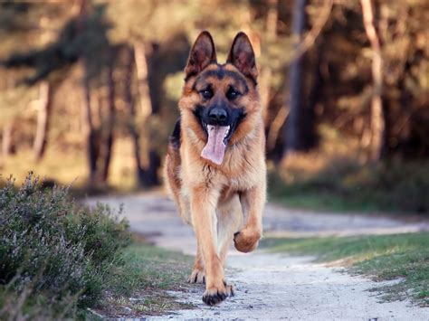 Image result for German Shepherd Dogs