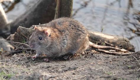 11 Rodents in Georgia Creating Nightmares For Residents