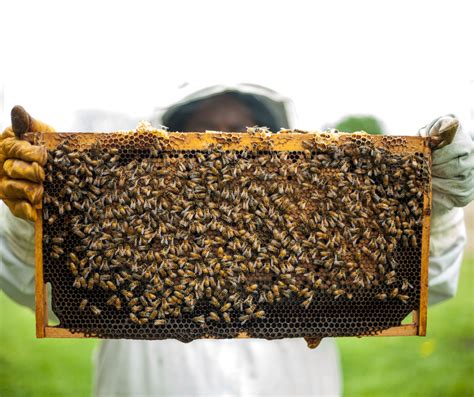 Image result for Beehive