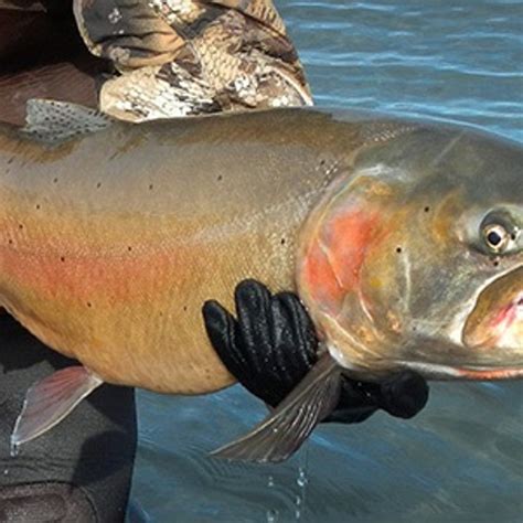 Lahontan Cutthroat Trout Pyramid Lake