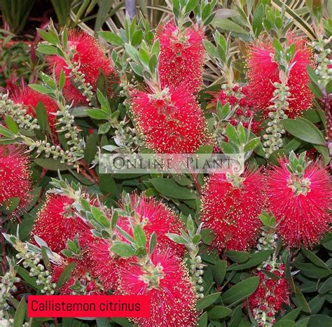 Callistemon Citrinus Bottlebrush for Sale - Online Plants Australia