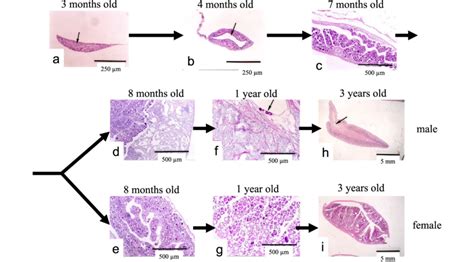 Decoding Dmrt1: Insights into vertebrate sex determination and gonadal sex differentiation