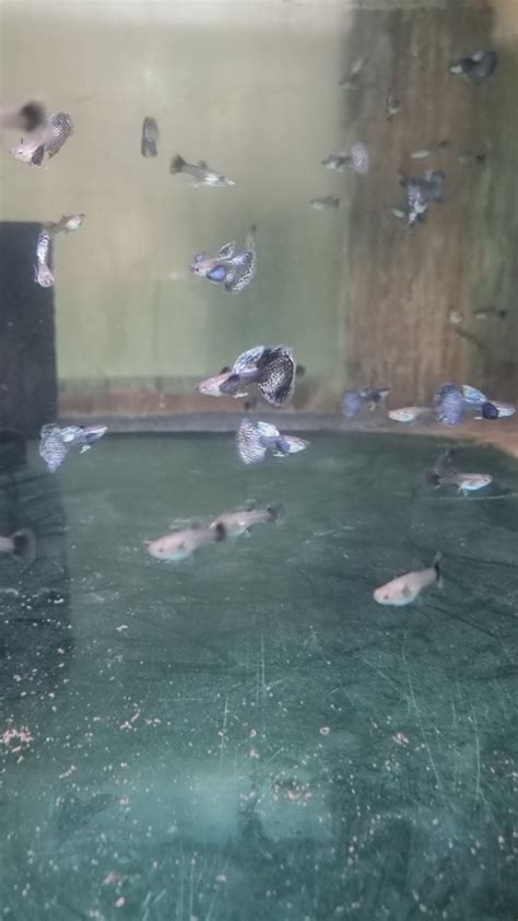 Buy Guppy Fish Online in India | Best Collection – Best4Pets