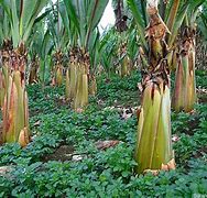 Image result for Enset Banana Plant