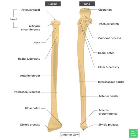 Radius and ulna: Anatomy, landmarks, quiz | GetBodySmart