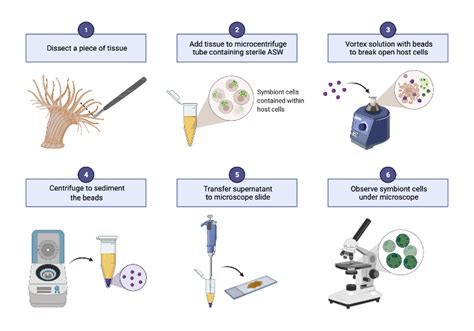 Tissue Processing Protocol 的图像结果
