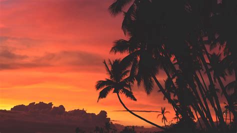 Download wallpaper 2048x1152 palm trees, sunset, clouds, tropics, sky ...