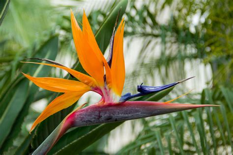 Bird Of Paradise Flower Varieties at Martha Brugger blog