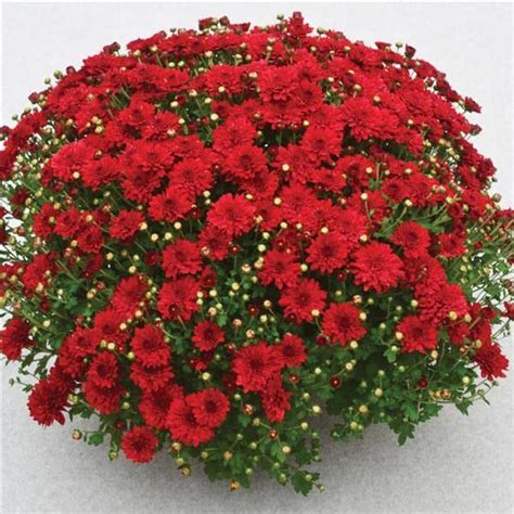 Growleaf Nursary Red Chandramallika/Chrysanthemum Flower Live Plant ...