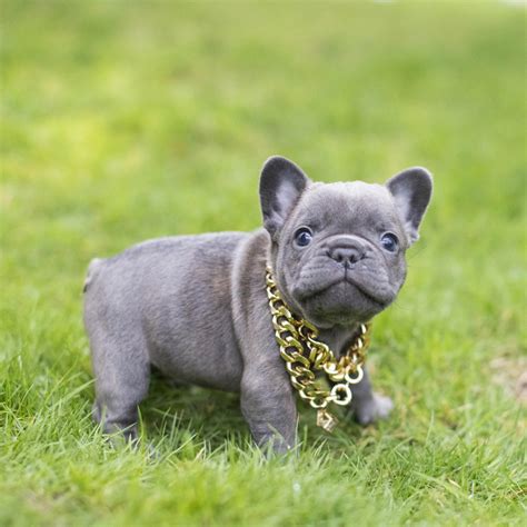 What Is The Most Common Color For French Bulldogs