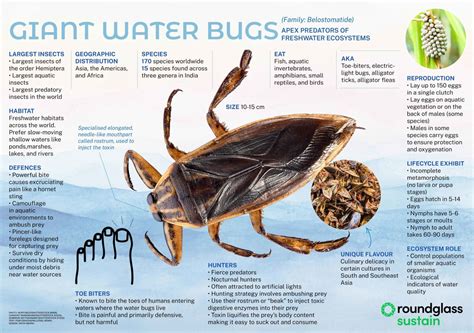 Giant Water Bugs: Facts, Habitats, Defences | Roundglass | Sustain