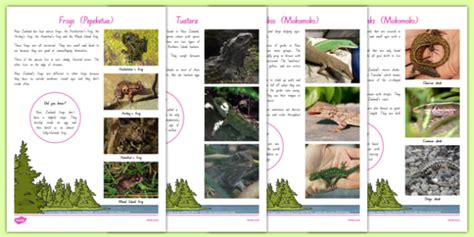 New Zealand Native Animals - Examples, Facts & Resources