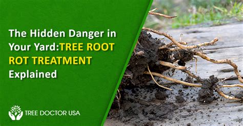 Image result for Tree Rot Treatment