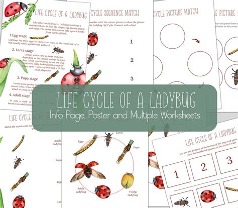 Image result for Ladybug Life Cycle Printable