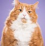 Image result for Cute Fat Cats