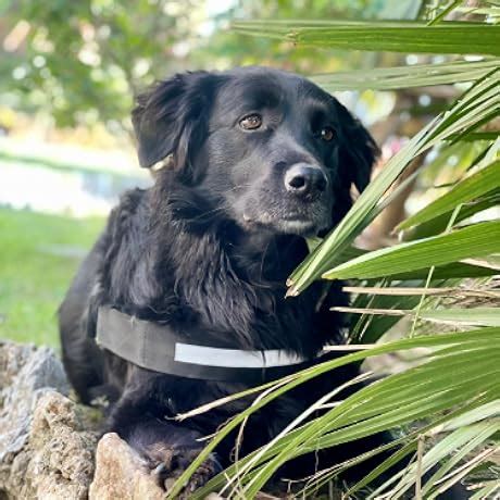 Urban Armor Gear UAG Polycarbonate, Thermoplastic Polyurethane iPhone ...