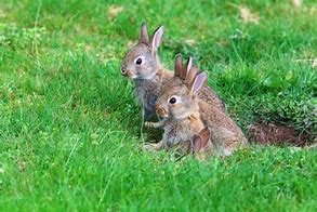 Image result for Rabbit Hump