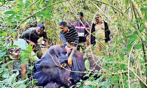 Pipe stuck in Gaur’s limb removed in Nilgiris