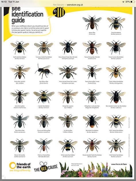 Bee Identification Guide