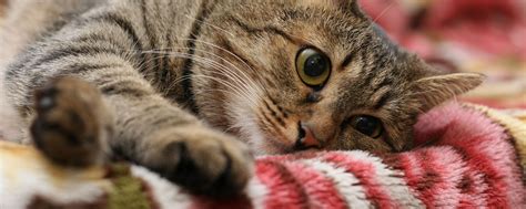 Download wallpaper 2560x1024 cat, face, eyes, lie ultrawide monitor hd ...