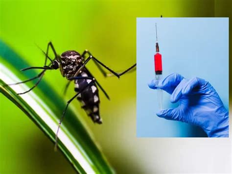 Dengue Vaccine In India By 2026 Says Hyderabad Based Indian ...