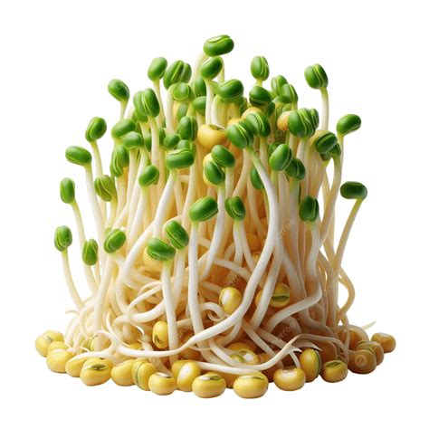 Bean Sprouts Vegetable Vector Isolated Illustration, Bean Sprouts ...