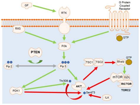 An Immunohistochemical Study of the PTEN/AKT Pathway Involvement in ...