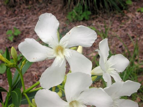 White Flowers of Oleander | Nature Photo Gallery