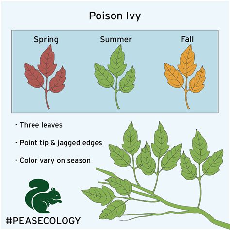 Poison Ivy Plant
