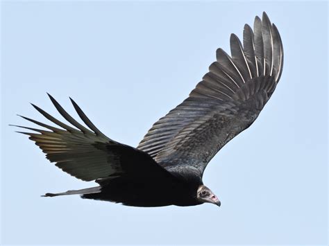 Turkey Vulture - eBird