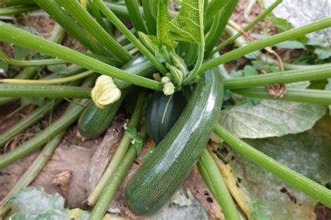Zucchini with fruits cultivated on vegetable garden | Premium Photo