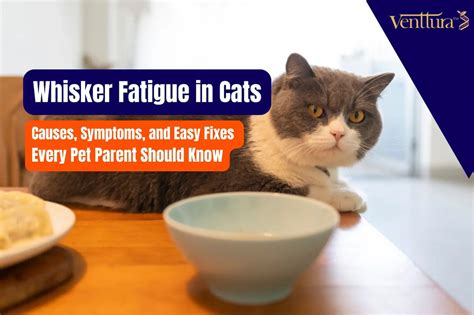 Whisker Fatigue in Cats: Causes, Signs & Simple Solutions