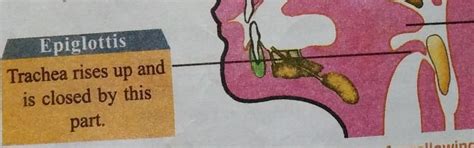 What is epiglotties? - Brainly.in
