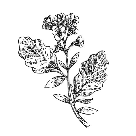 Mustard Plant Drawing