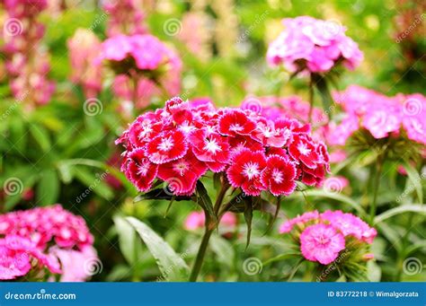 Dianthus Barbatus. Sweet William Flowers. Stock Photo - Image of ...